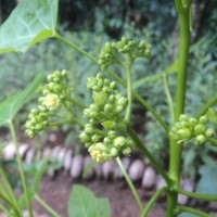 Jatropha curcas L.